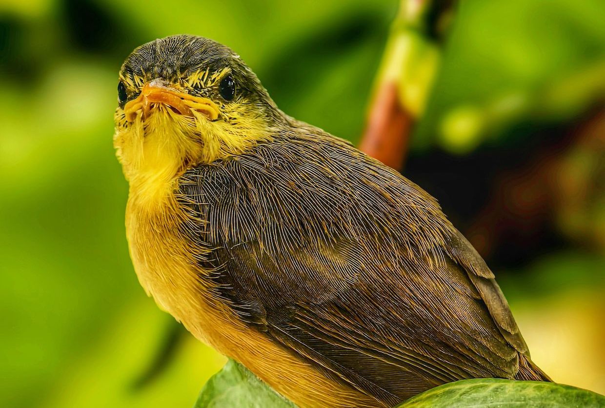 Study: Bird-Friendly Coffee Landscapes Need Forest Alongside Shade