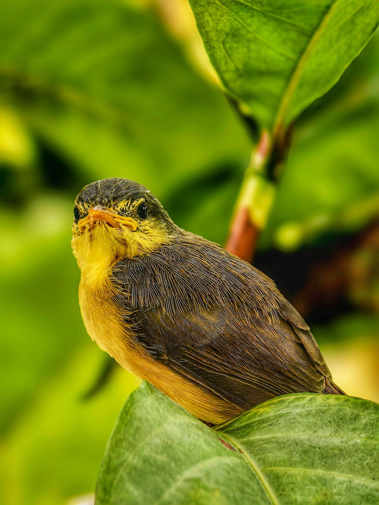 bird tropical coffee lands