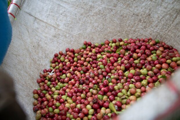 coffee cherry 1