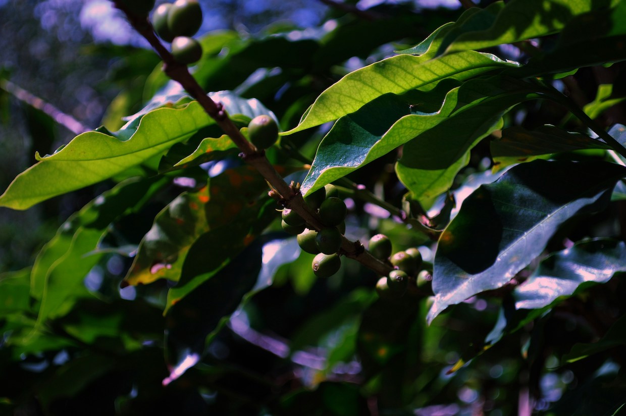 coffee farm