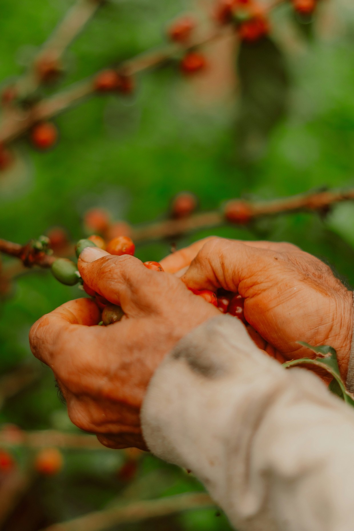 coffee picking