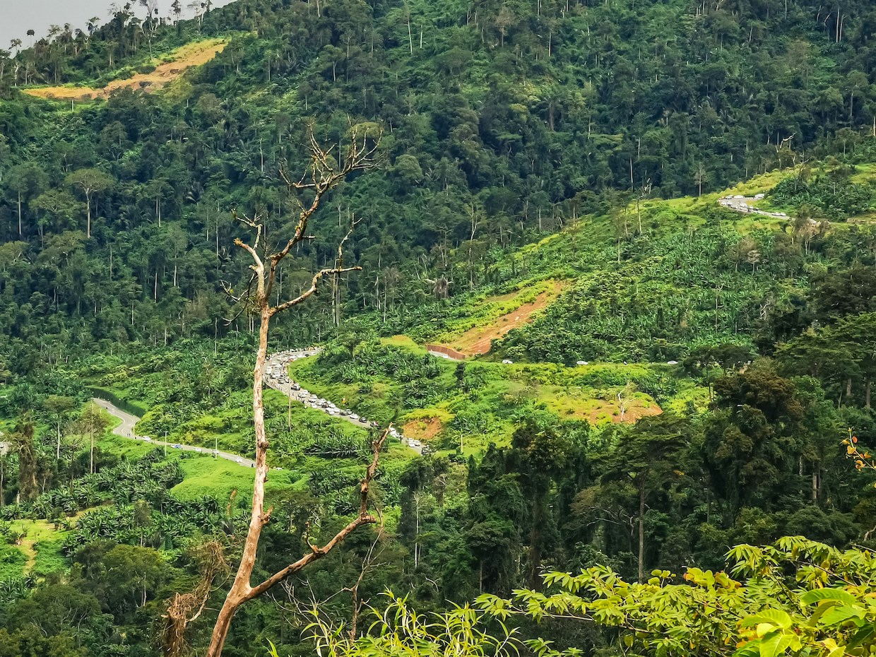deforestation tropical