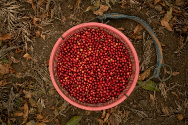 Weekly Coffee News: Paying Farmers More + Bad Bunny’s Tour Coffee