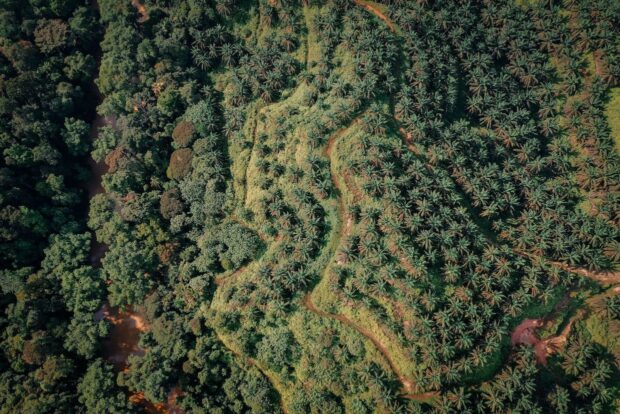 UK Revives Dormant Anti-Deforestation Plan, Includes Coffee