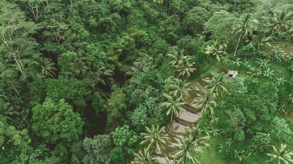 tropical forest