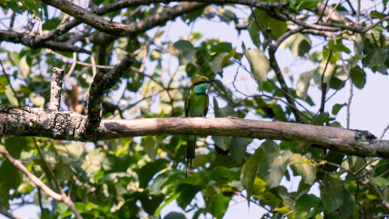 tropics bird
