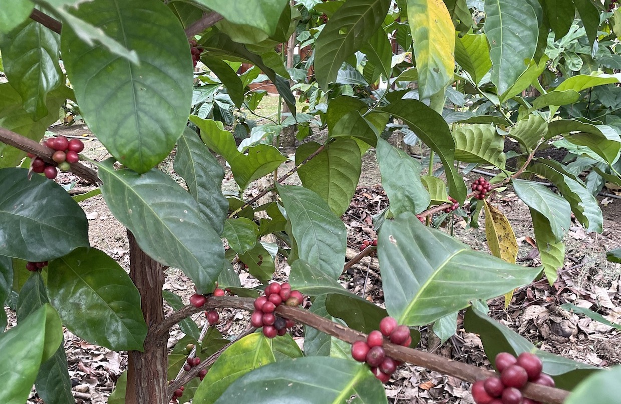 Climate Pressures Bring New Attention to Excelsa Coffee
