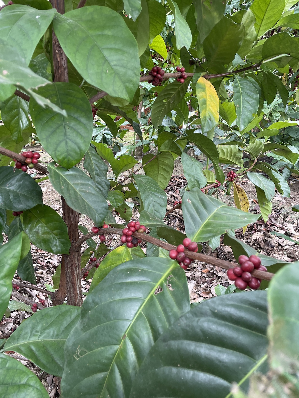 Climate Pressures Bring New Attention to Excelsa Coffee