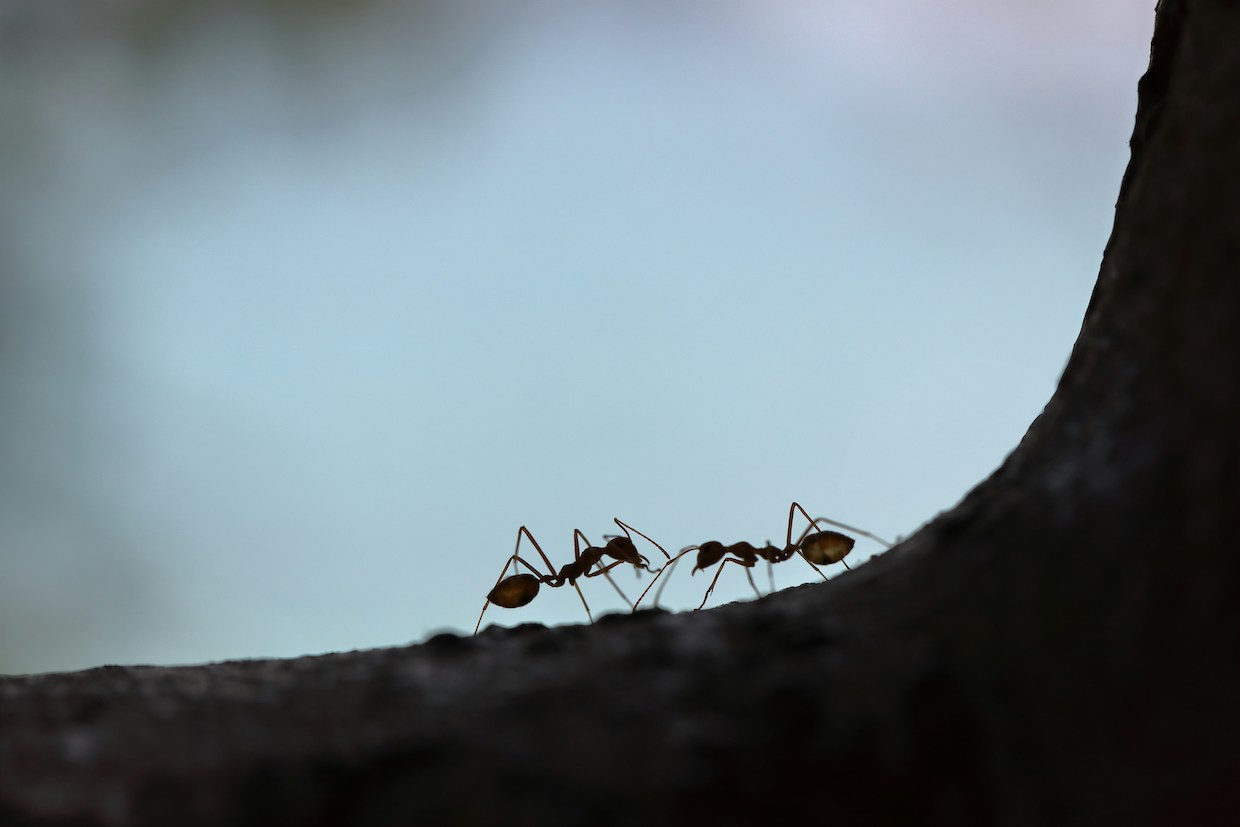 ants
