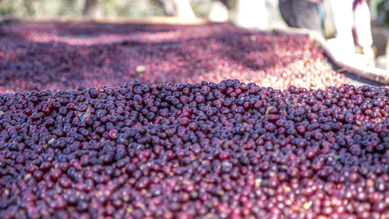 coffee cherries