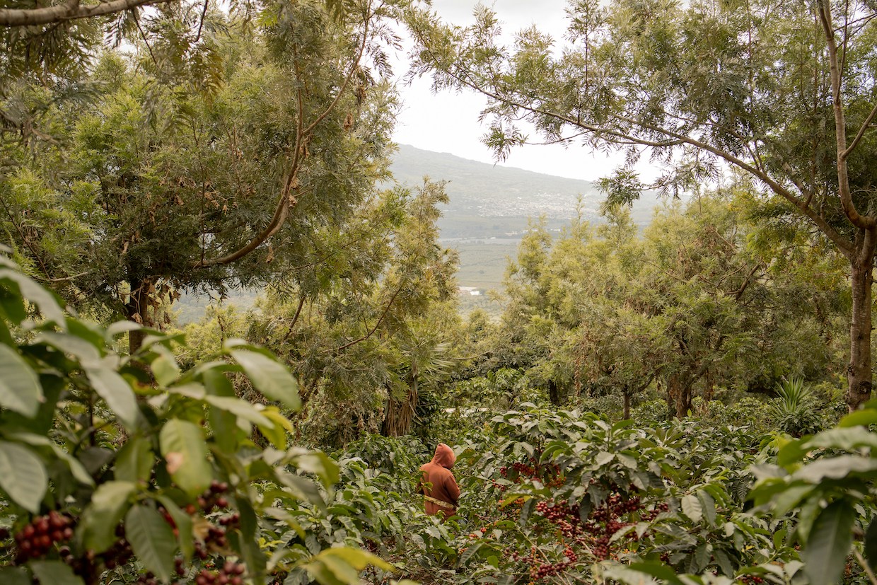 coffee farm 2