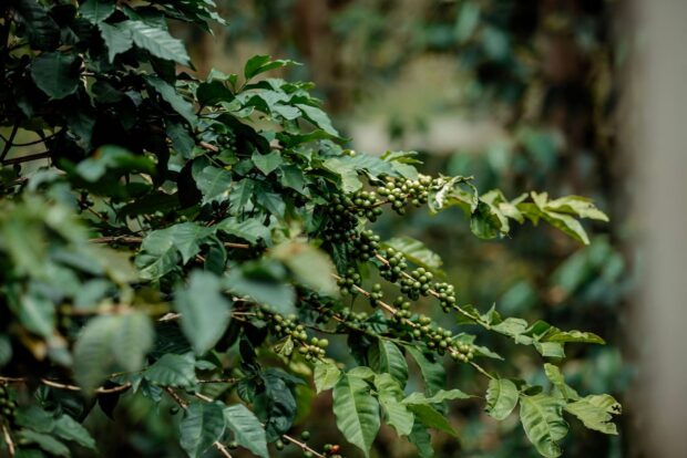 Can Regenerative Coffee Farming Deliver Living Incomes? It Depends, Analysis Shows