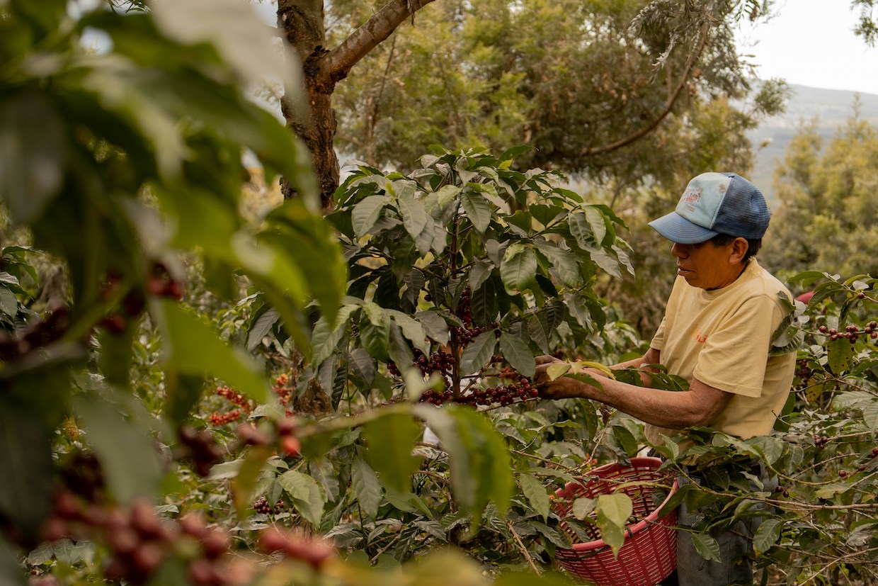 Beyond Traceability: Why Producers Need Institutional Capacity for EUDR Compliance