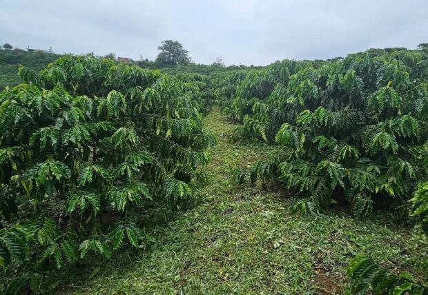 UCC Launches Regenerative Coffee Pilot in Vietnam