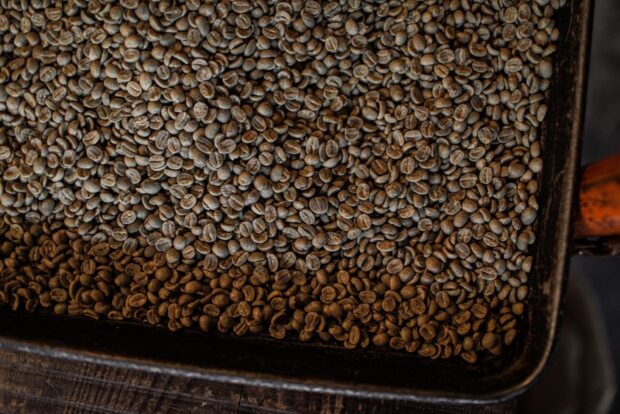 AI Coffee Defect Detector Gets Much Smarter When It Flips the Beans