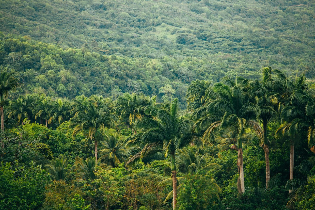 tropical forest
