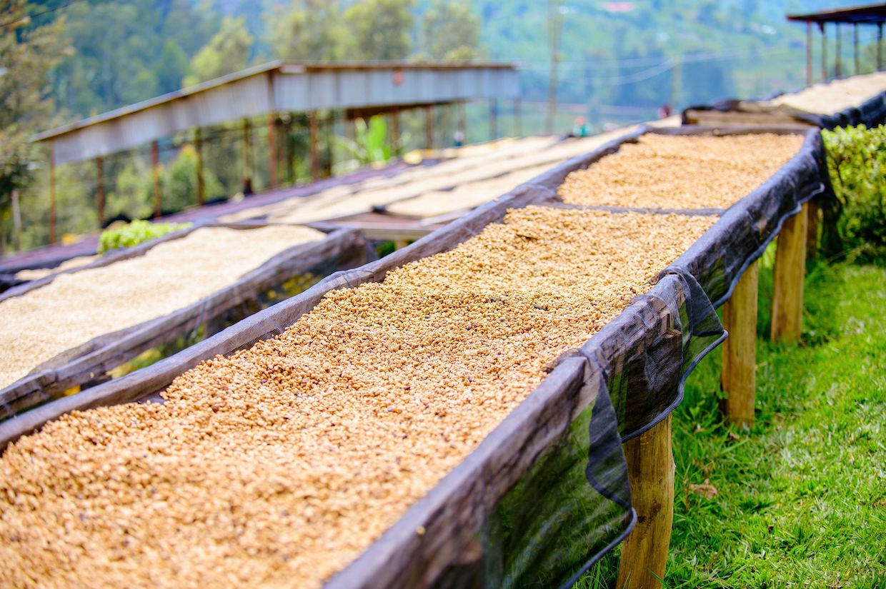 Kenya coffee