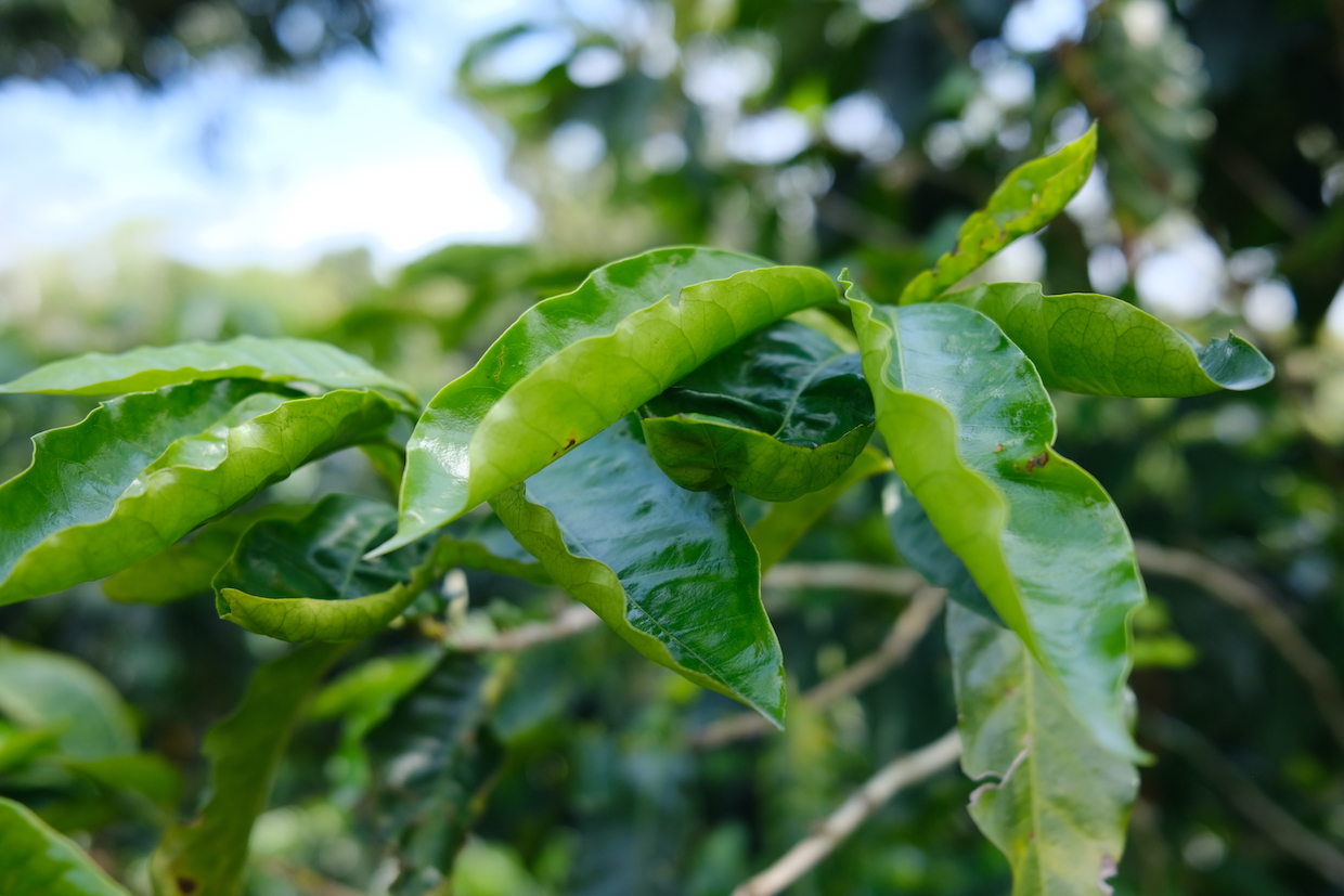 arabica-coffee