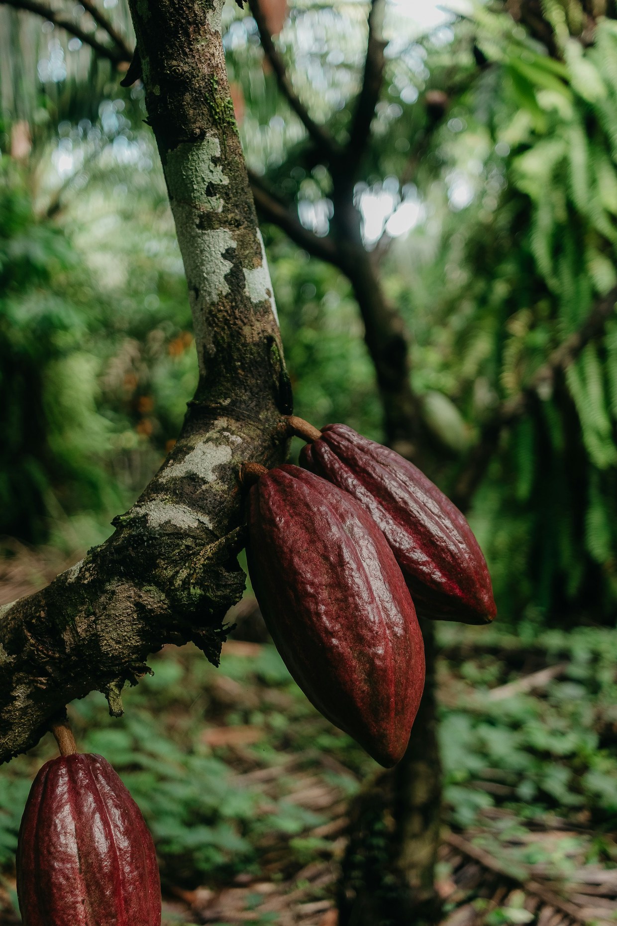cacao