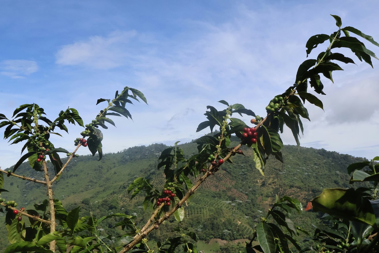 coffee farm